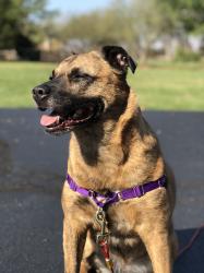 Mixed-breed dog sitting outside and wearing a purple harness